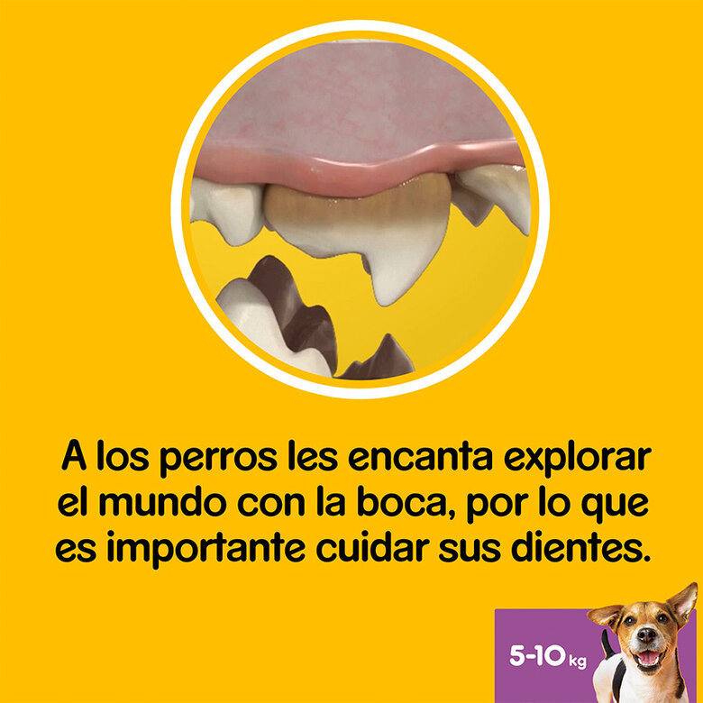 Pedigree Dentastix 5-10Kg Perros Mini - Imagen 6