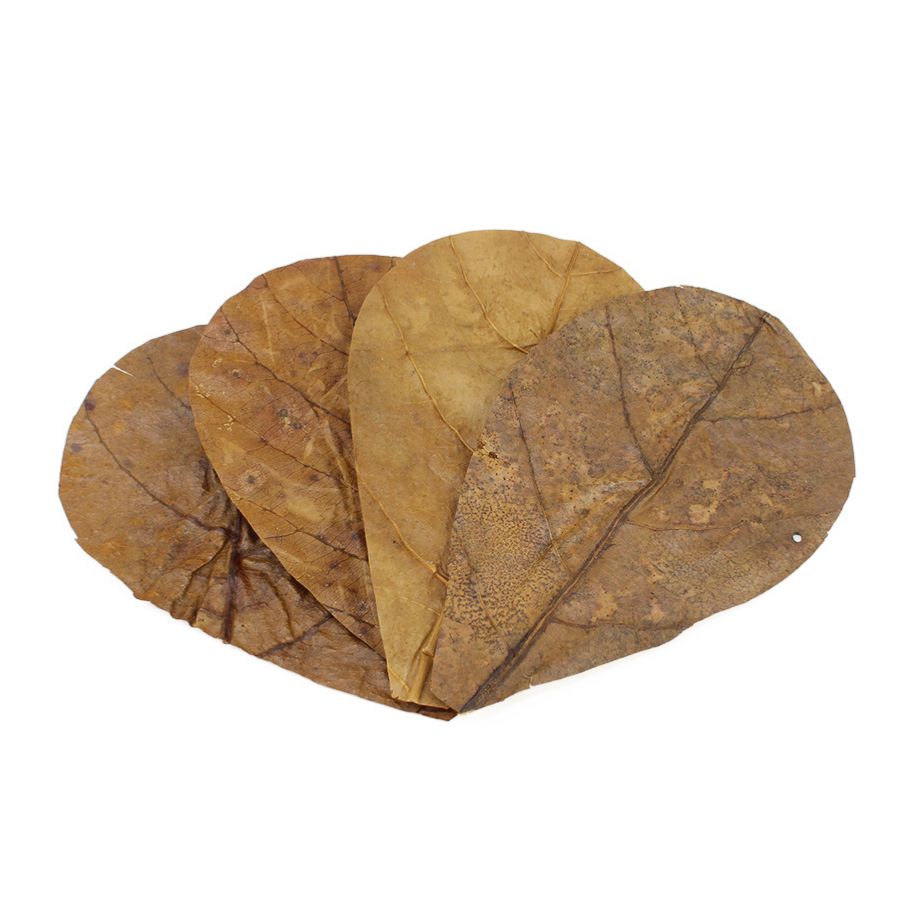 Seachem Cattapa Leaves Sm - Imagen 2
