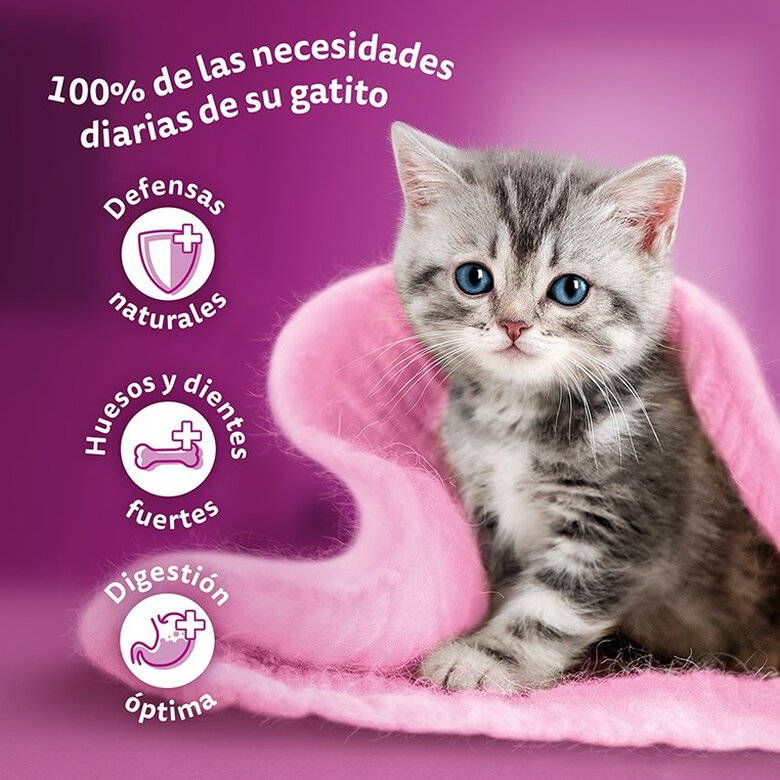 Whiskas Junior Selección Clásicos en Salsa - Imagen 5
