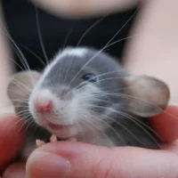 Rata Dumbo