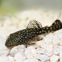 Ancistrus