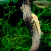 Ancistrus Oro