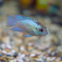Andinoacara Pulcher (Acara Azul)