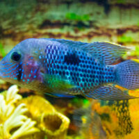 Andinoacara Rivulatus (Terror Verde)