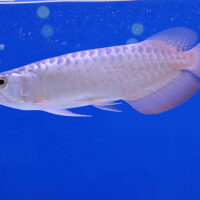 Arowana