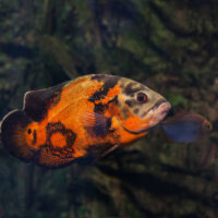 Astronotus Ocellatus (Pez Oscar)