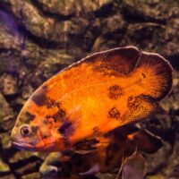 Astronotus Ocellatus (Pez Oscar Rojo)