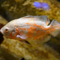 Astronotus Ocellatus (Pez Oscar Tigre Albino)