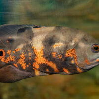 Astronotus Ocellatus (Pez Oscar Tigre)