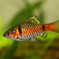 Barbo Odessa