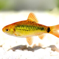 Barbo Oro