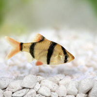 Barbo Tetrazona