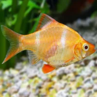 Barbo Tetrazona Rosa