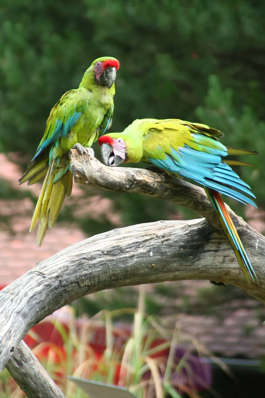Guacamayo - Imagen 3
