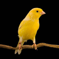 Canario Comun