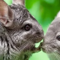 Chinchilla
