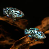 Cichlasoma Blue Jack Dempsey