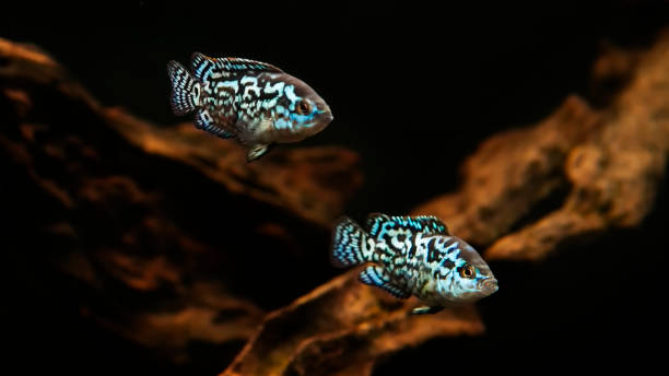 Cichlasoma Blue Jack Dempsey