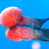 Cichlasoma Flowerhorn