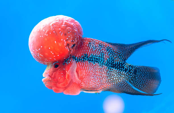 Cichlasoma Flowerhorn