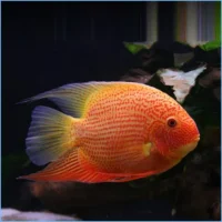 Cichlasoma Heros Severum Red Spot