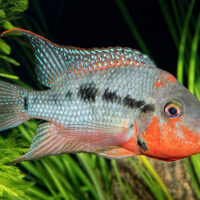 Cichlasoma Meeki (Boca de Fuego)