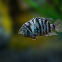 Cichlasoma Nigrofasciatum