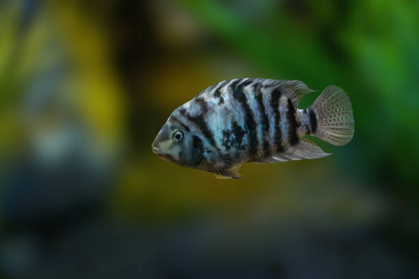 Cichlasoma Nigrofasciatum