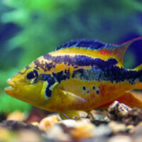 Cichlasoma Salvini