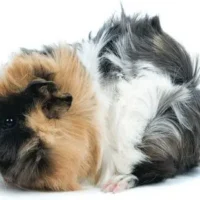 Cobaya Pelo Rizado