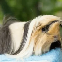 Cobaya Peruviana