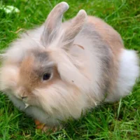 Conejo Angora