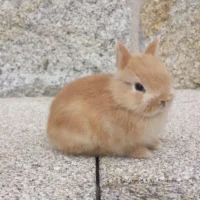Conejo Toy