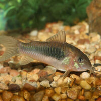 Corydora Aeneus
