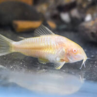 Corydora Albina