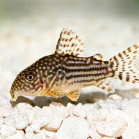 Corydora Julii