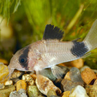 Corydora Panda