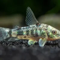 Corydora Pimienta