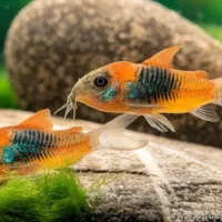 Corydora Venezuela