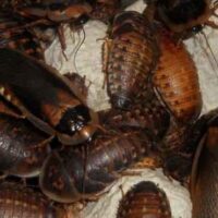 Cucaracha Blaptica