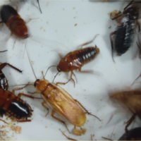 Cucaracha Runner
