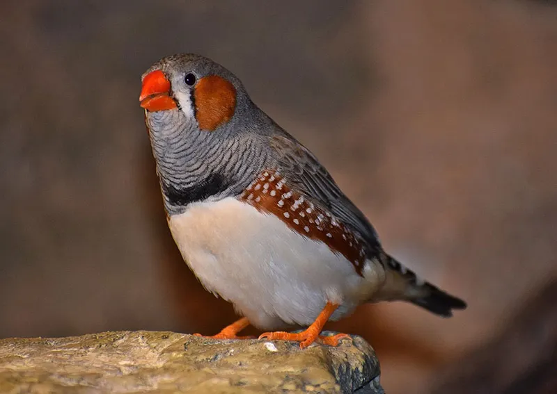 Diamante Mandarin - Imagen 2