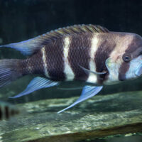 Cyphotilapia Frontosa