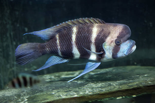 Cyphotilapia Frontosa