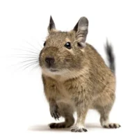Degu