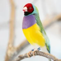 Diamante De Gould
