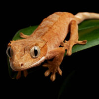 Gecko Crestado