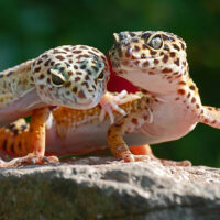 Gecko Leopardo