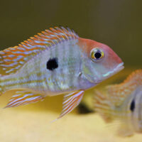 Geophagus SP Red Head Tapajos