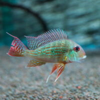Geophagus Surinamensis